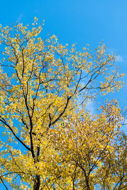 Beautiful and bright autumnal trees. Autumn colors.  - 写真・画像