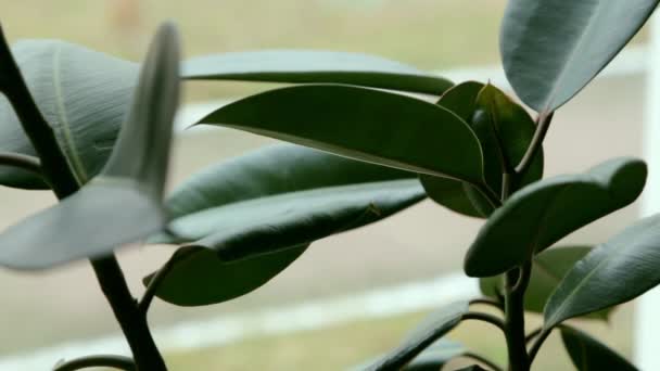 Woonhuis met groene bladeren op de vensterbank in de ochtendzon, close-up. Thuis gezelligheid - Video
