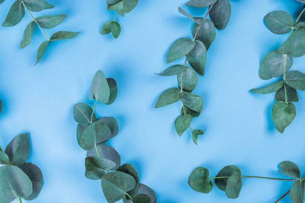 Kaunis oksat eukalyptuksen sinisellä pohjalla, ylhäältä
. - Valokuva, kuva