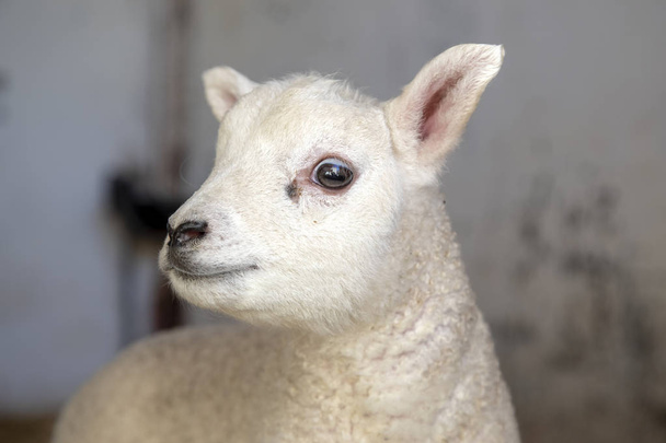 Little adorable lamb, looking innocent and friendly, close up - Photo, Image