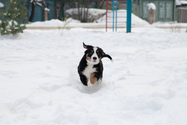 Leuke Berner Mountain Dog puppy loopt in de sneeuw - Foto, afbeelding