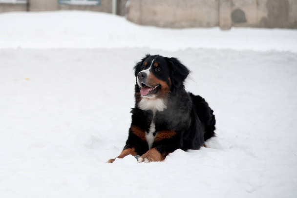 Giovane cane di montagna bernese che gioca con un giocattolo nella neve
 - Foto, immagini