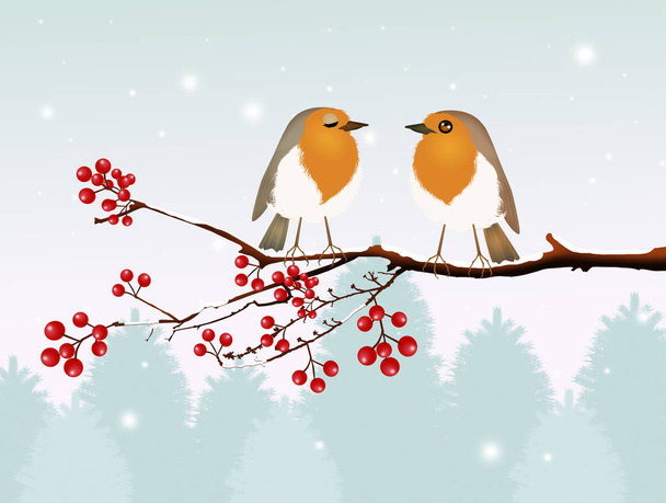 couple of robin birds in winter scenery - Foto, imagen