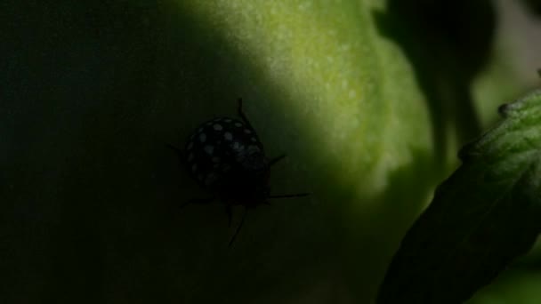 zwart en geel lieveheersbeestje op een groen blad - Video