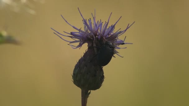 Док-ляф жук, сидящий на цветке лопуха, насекомый жук, макрос
 - Кадры, видео