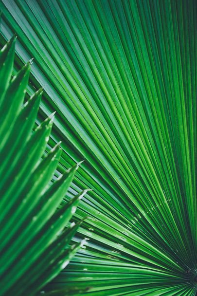 grüne Blatt Textur Natur abstrakt - Foto, Bild