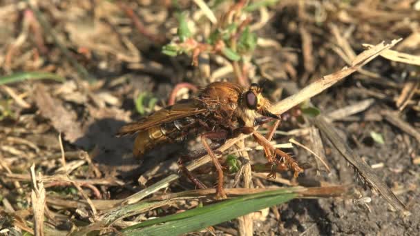 Asilidae, assassin flies. Shaggy young robber fly resting on sandy ground after an attack on other insects catch their prey in flight - Footage, Video