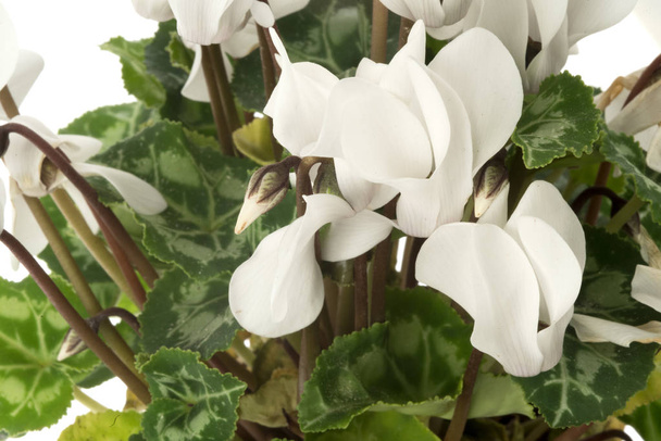 квітка цикламена ізольована на білому
 - Фото, зображення