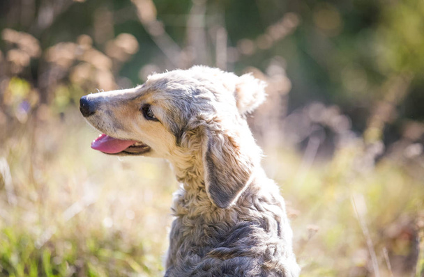 Szczęśliwy pies adoptowany na polu - Zdjęcie, obraz