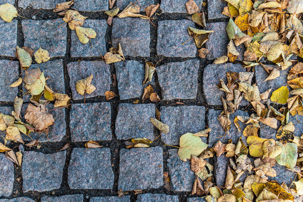 Płyty chodnikowe z leżącymi na nich jesiennymi liśćmi - Zdjęcie, obraz
