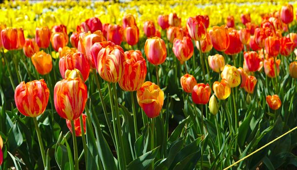 Righe di tulipani di colore arancione con fiori gialli sfocati sullo sfondo
 - Foto, immagini