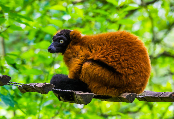 close-up portret van een rode ruffed lemur aap, kritisch bedreigde diersoort van madagascar - Foto, afbeelding