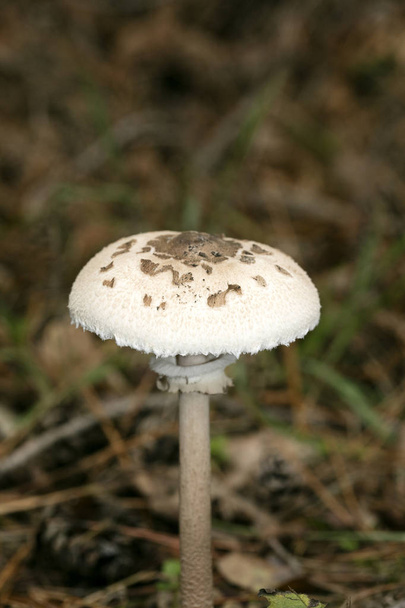 Wilde paddenstoelen op de natuur Oktober macro achtergrond vijftig megapixe - Foto, afbeelding