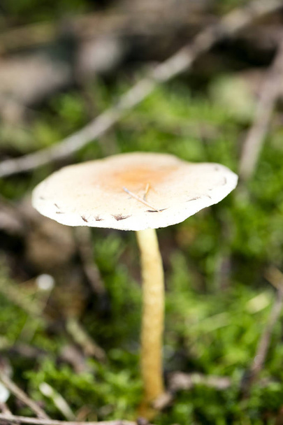 Cogumelos selvagens na natureza Outubro macro fundo cinquenta megapixe
 - Foto, Imagem