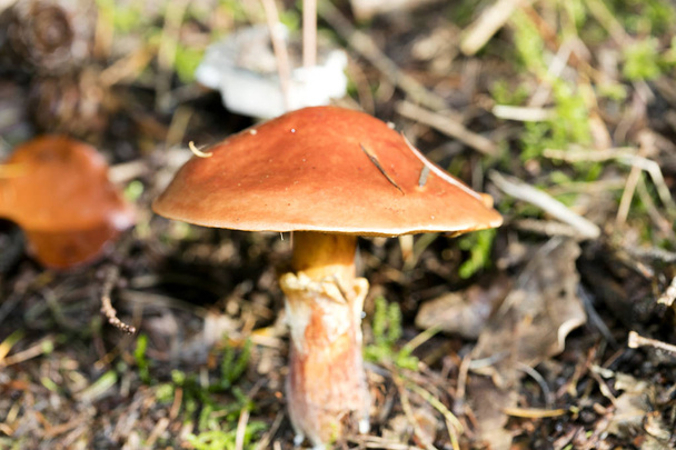 Wild mushrooms on nature October macro background fifty megapixe - Photo, Image