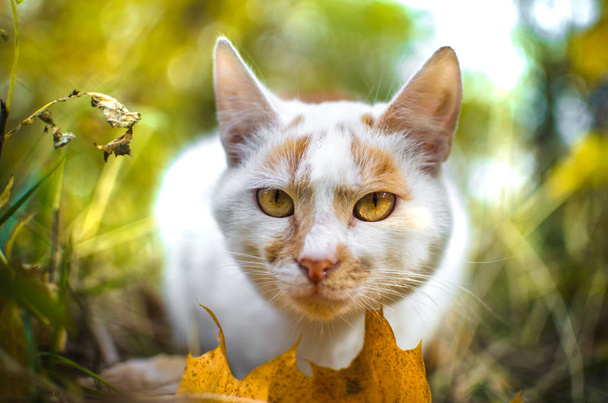 El gato huele una hoja de otoño y mira a la cámara
 - Foto, imagen
