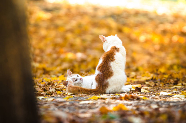Bir kedi diğerini sonbahar portakal yapraklarına çarpmış. - Fotoğraf, Görsel