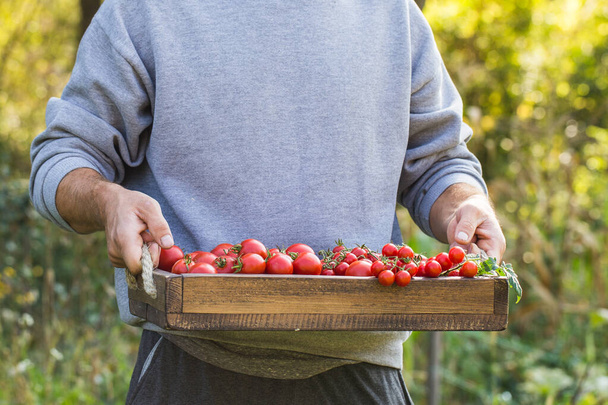 Farmers holding fresh tomatoes. Healthy organic foods - Fotoğraf, Görsel