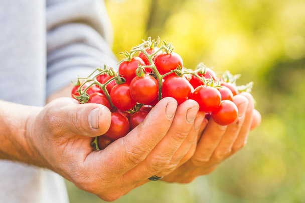 Agriculteurs détenant des tomates fraîches. Aliments biologiques sains
 - Photo, image