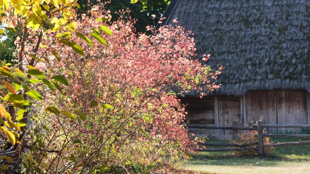 Осенний красочный фон
  - Фото, изображение