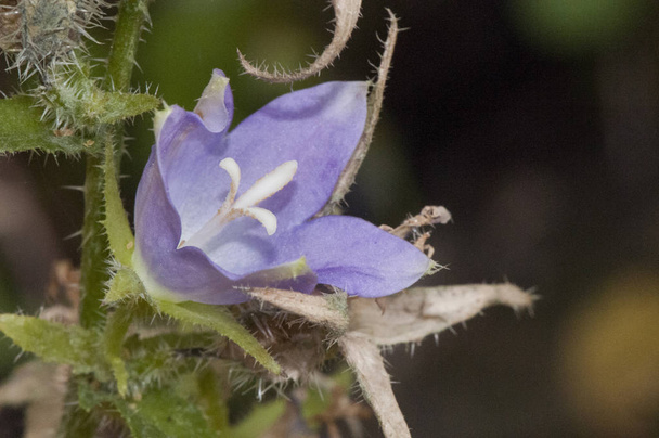 Campanula primulifolia bellflower esta espécie é caracterizada por enormes flores púrpura luz e cresce em lugares muito úmidos
 - Foto, Imagem