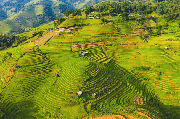 Vista aérea superior de terraços de arroz paddy, campo agrícola verde
 - Foto, Imagem