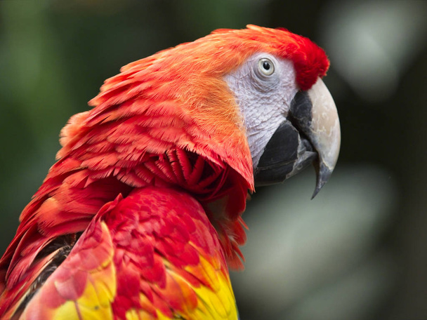 Czerwony profil Macaw - Zdjęcie, obraz