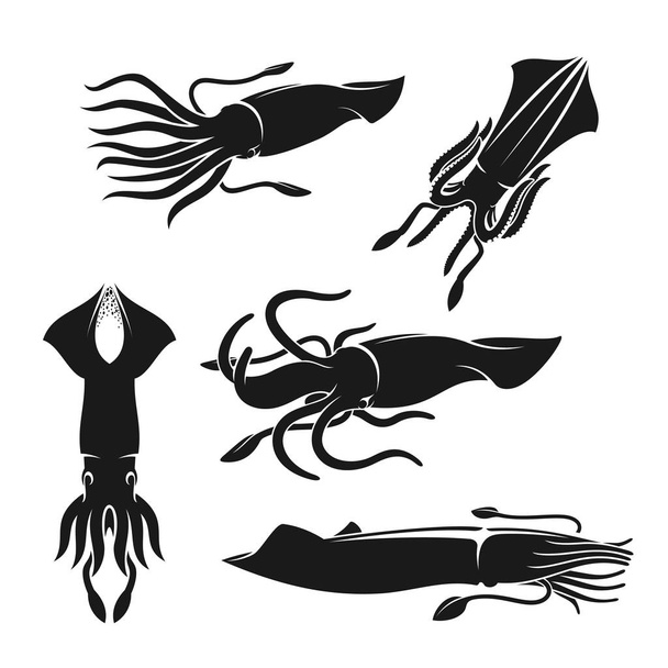 Кальмары, морские моллюски или моллюски. Морепродукты
 - Вектор,изображение