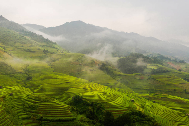 Luftaufnahme von Reisterrassen, grünen landwirtschaftlichen Feld - Foto, Bild