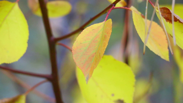 las hojas otoñales sobre el árbol. últimas hojas de otoño de colores. hojas secas
. - Imágenes, Vídeo