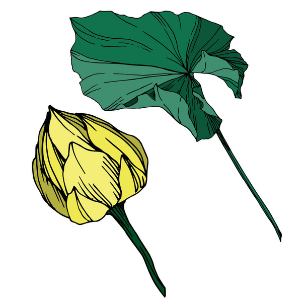 Vector Lotus kwiatowy kwiat botaniczny. Czarno-biała grawerowana sztuka atramentu. Element ilustrowany lotosu na białym tle. - Wektor, obraz