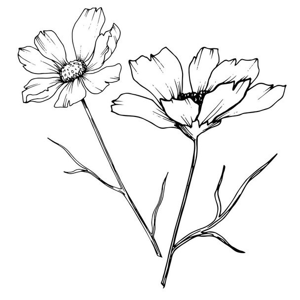 Vector Cosmos floral botanical flowers. Black and white engraved ink art. Isolated cosmea illustration element. - Vetor, Imagem