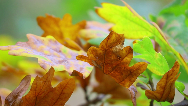 podzimní listí na stromě. poslední barevné podzimní listí. suché listy. - Záběry, video