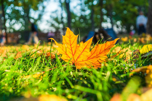 Keltaiset lehdet ruohikolla syksyllä puistossa aurinkoisena päivänä
 - Valokuva, kuva