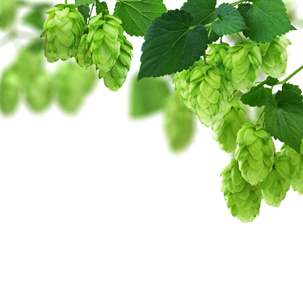 Saltos enteros con hojas verdes sobre un fondo blanco. Cervecería. Abeja
 - Foto, Imagen
