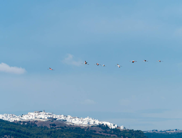 Grotere flamingo 's boven Barbaatzoutpannen - Foto, afbeelding