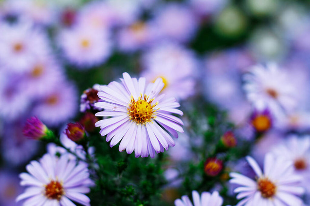 Μωβ λουλούδι aster close-up σε ένα θολό φόντο - Φωτογραφία, εικόνα