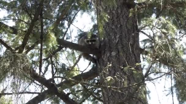 a single young raccoon perched up in a pine tree climbs - Footage, Video