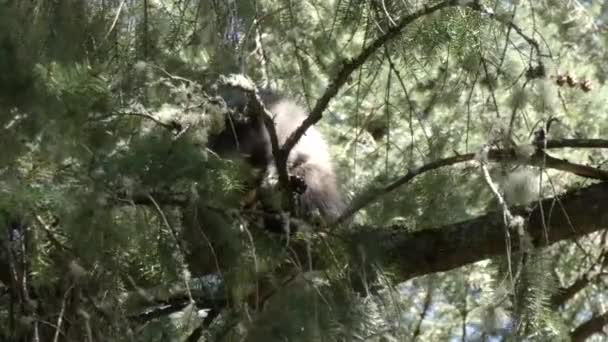 un solo mapache joven encaramado en un pino mirando hacia abajo
 - Imágenes, Vídeo