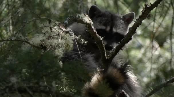 pluizig enkele jonge wasbeer neergestreken in een dennenboom - Video