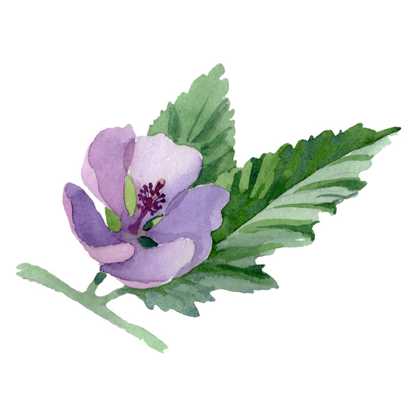 Növényi virágos virágok. Akvarell háttér illusztráció készlet. Izolált gyógynövények illusztrációs eleme. - Fotó, kép