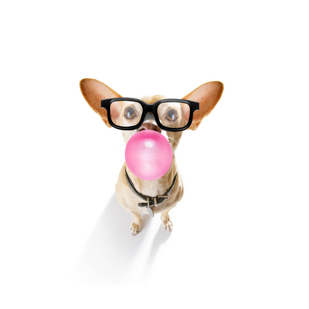 dog chewing bubble gum - 写真・画像