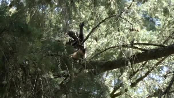 jonge wasbeer neergestreken in een dennenboom verzorgen zelf - Video