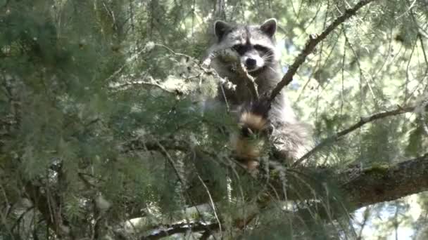 jonge wasbeer kijkt uit vanaf de zitplaats in een dennenboom - Video