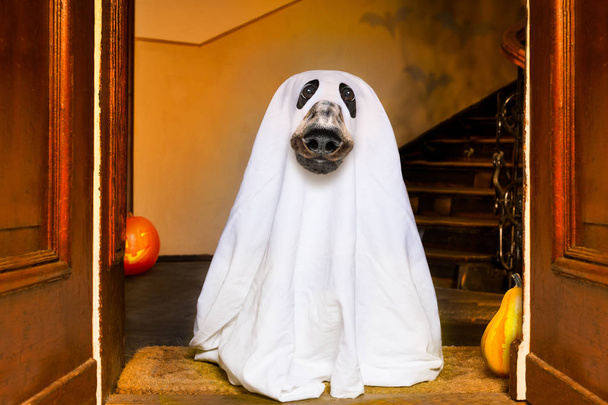 halloween  ghost  dog trick or treat - Фото, зображення