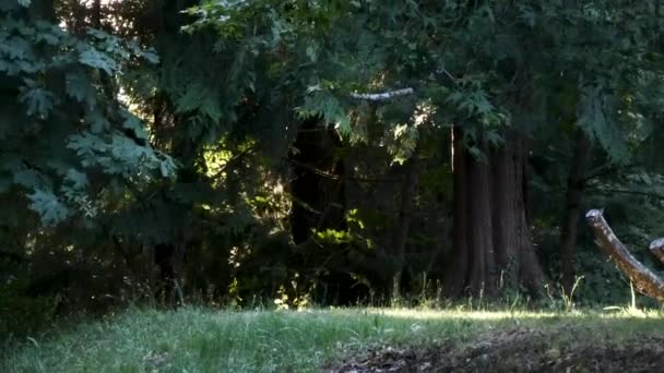 malé brouky v létě létání kolem trávy a stromu - Záběry, video