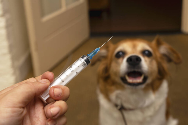 Hand met spuit en hond voor te bereiden voor vaccinatie injectie op de achtergrond.Vaccinatie, Wereld rabiës dag en huisdier gezondheidszorg concept. Selectieve focus. - Foto, afbeelding