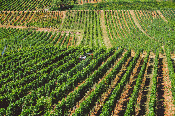 Temat rolnictwa i winiarstwa w Europie. Czerwony traktor przetwarza pole winogron w słoneczny dzień na zboczu góry. Produkcja wina ekologicznego, nowoczesne rolnictwo w Europie Zachodniej - Zdjęcie, obraz