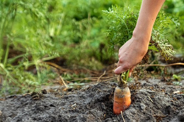 Farmer's hand pulls fresh carrots from the ground, close-up, organic vegetables. The concept of a garden, cottage, harvest. - Fotoğraf, Görsel