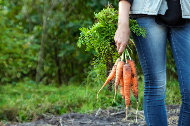 Farmer girl holding fresh orange carrots in her hands, close-up, organic fruits. The concept of a garden, cottage, harvest. - Foto, imagen